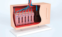 跨境贸易的ddos工具下载